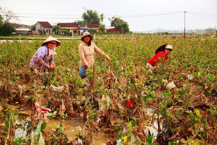 Bình[-]Định:[-]Mai[-]Tết[-]dính[-]đầy[-]bao[-]ni[-]lông[-]sau[-]lũ,[-]nông[-]dân[-]khóc[-]ròng